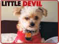 He's up to something, that little devil!