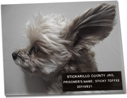Sticky's mug shot from last weekend
