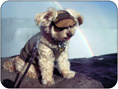 Sticky went to Niagara Falls last weekend