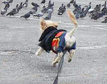 Sticky chases birds in the parking lot