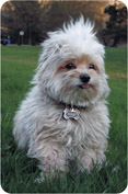 The legendary, elusive miniature albino sasquatch!