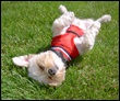 Sticky loves to roll in the fresh-cut grass