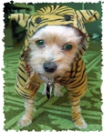 It's the rare Canadian Tiger!