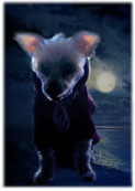 Vampire dog! This scary picture isn't ready yet
